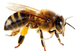 Wiki Apicole